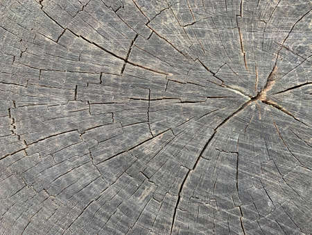 Old tree stump with cracks. Cross section of a tree trunk, tree structure, annual rings. Background...