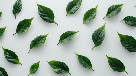 Close-up view of green leaves arranged in a beautiful pattern on a light background, showcasing the variety and texture of natural foliageの素材