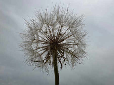 A striking close-up of a dandelion flourishing from cracked dry earth, highlighting its bright...