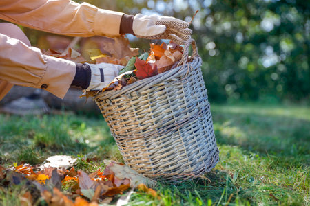 Woman picking up autumn leaves from a basket in the garden, shallow depth of fieldの写真素材
