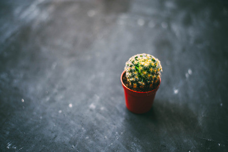 On top of the cactus, on a dark background. Copy space.の写真素材