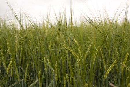 Field of green barley earsの写真素材