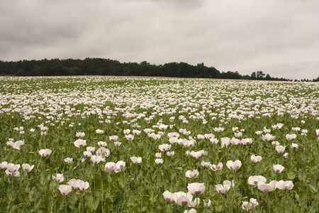 Field of poppy plants - blossoms and poppy-headsの写真素材