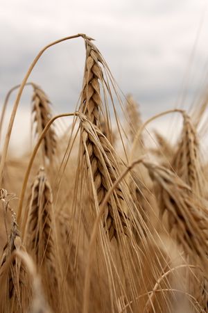 Barley field - golden ears under cloudy skiesの写真素材