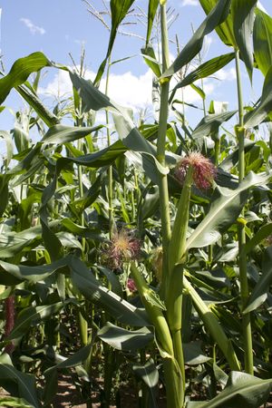 Ears of immature corn in the field