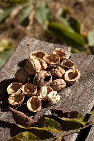 A crop of walnuts on the table