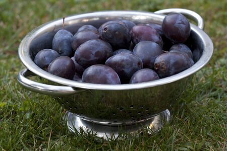 Basket with plums - blue fruitの写真素材