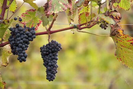 Blue grapevines at a vineyard の写真素材