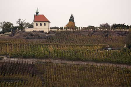 Vine rows on a hill in Troja, Prague, Czech republicの写真素材