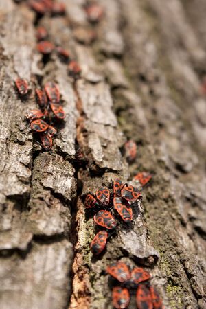 Heteropters on tree - bark full of bugs