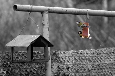 Birds and feeder - block of fat and two titmiceの写真素材