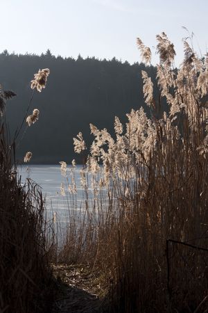 Reed stems at a lake in winterの写真素材