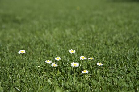 Short lawn with daisy flowersの写真素材