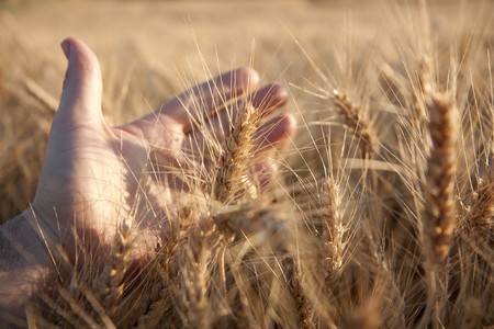 Hand grasping wheat in the eveningの写真素材