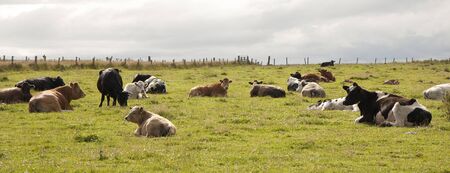 Cows in the Scottish country