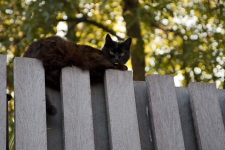 Black cat relaxing on a gray garden fenceの写真素材