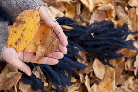 Hand carrying leaves in the autumnの写真素材