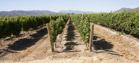 Vineyard - rows of vine plantsの写真素材