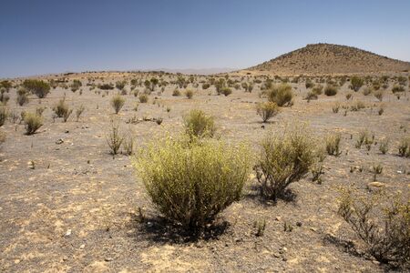 Bush in semi-desert - large wastelandの写真素材