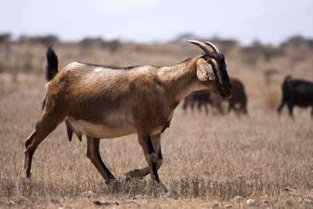 Goats pasturing in wild semi-desert の写真素材