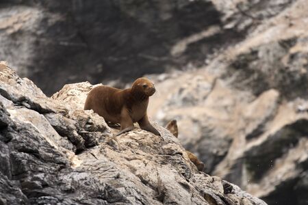 Sea lion on a rock in Humboldt National Reserve, Chile