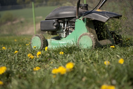 Cutting lawn in a garden by a reaper