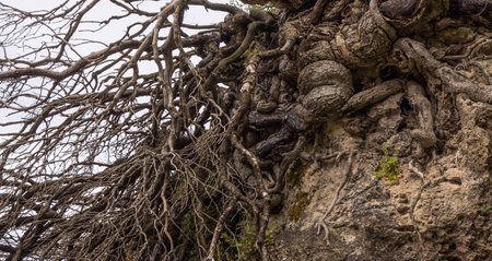 Roots make their way downの写真素材