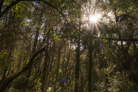 Sunlight through the forest trees