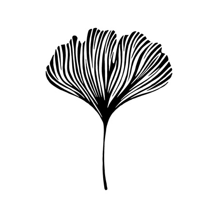 Hand drawn ginkgo leaf. Eco icon.のイラスト素材