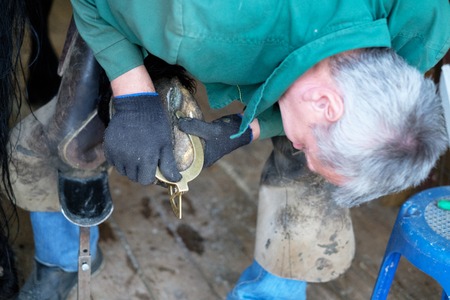 The blacksmith cleans the hooves of the horse with special tools. Close-up.の写真素材
