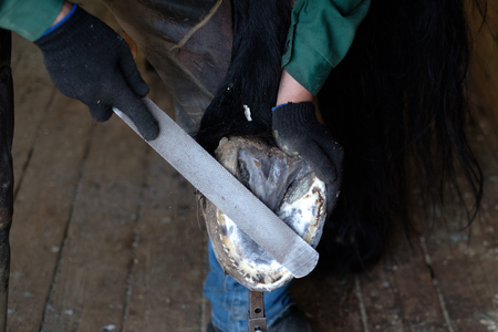 The blacksmith cleans the hooves of the horse with special tools. Close-up.の写真素材