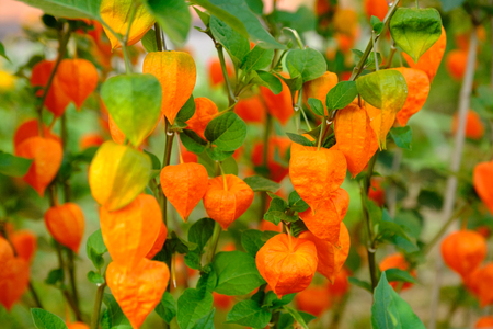 Orange lanterns physalis among green leavesの写真素材