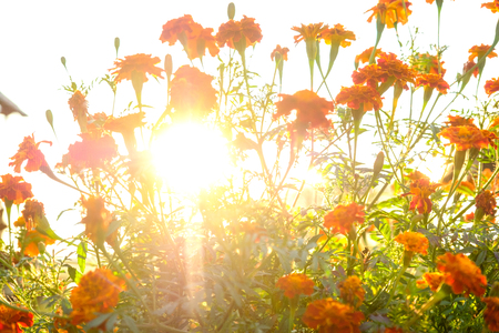 MarigolFrom orange marigolds backgroundd flowers in the meadow in the sunlightの写真素材