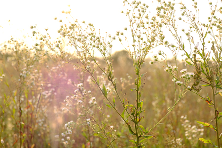 Wild chamomile flowersの写真素材