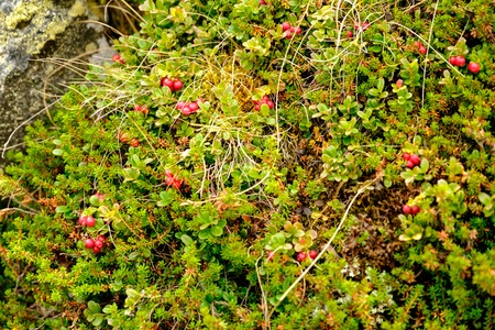 Berry-field of cowberry and lingonberry in forest.