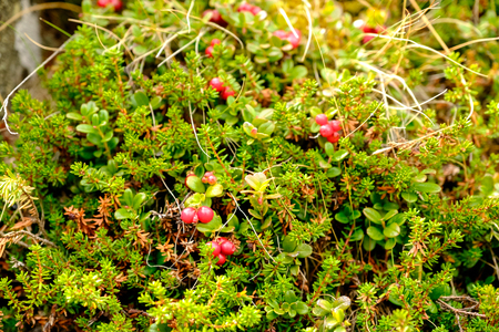 Berry-field of cowberry and lingonberry in forest.