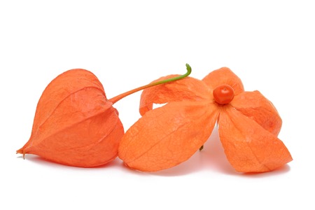 Phisalis isolated in white background. Inca berry. Winter cherry.の写真素材