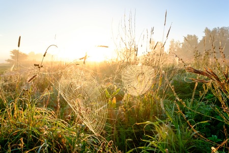 Spiders web closeup with drops of dew at dawn. Wet grass before sun raise. Spider web with droplets of water. Natural background.の写真素材