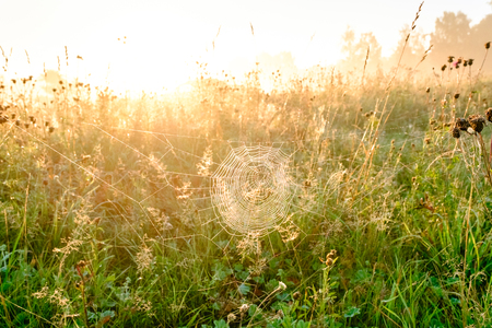 Spiders web closeup with drops of dew at dawn. Wet grass before sun raise. Spider web with droplets of water. Natural background.の写真素材