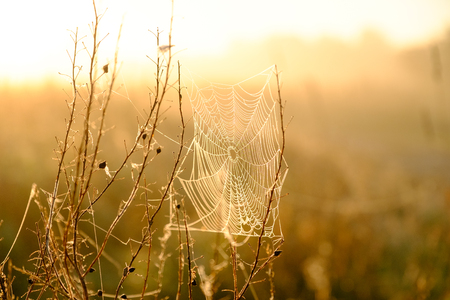 Spiders web closeup with drops of dew at dawn. Wet grass before sun raise. Spider web with droplets of water. Natural background.の写真素材