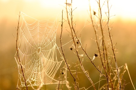 Spiders web closeup with drops of dew at dawn. Wet grass before sun raise. Spider web with droplets of water. Natural background.の写真素材