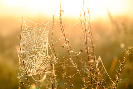 Spiders web closeup with drops of dew at dawn. Wet grass before sun raise. Spider web with droplets of water. Natural background.の写真素材