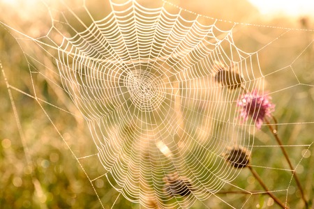 Spiders web closeup with drops of dew at dawn. Wet grass before sun raise. Spider web with droplets of water. Natural background.の写真素材