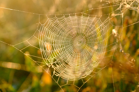 Spiders web closeup with drops of dew at dawn. Wet grass before sun raise. Spider web with droplets of water. Natural background.の写真素材