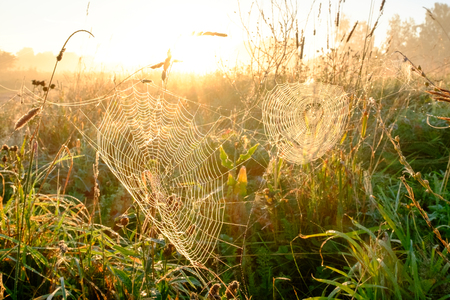 Spiders web closeup with drops of dew at dawn. Wet grass before sun raise. Spider web with droplets of water. Natural background.の写真素材