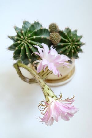 A macro closeup of a beautiful silky pink tender Echinopsis Lobivia cactus flower and green thorny spiky plantの写真素材