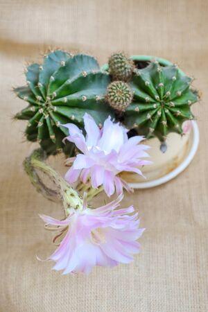 A macro closeup of a beautiful silky pink tender Echinopsis Lobivia cactus flower and green thorny spiky plantの写真素材