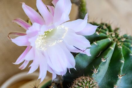 A macro closeup of a beautiful silky pink tender Echinopsis Lobivia cactus flower and green thorny spiky plantの写真素材