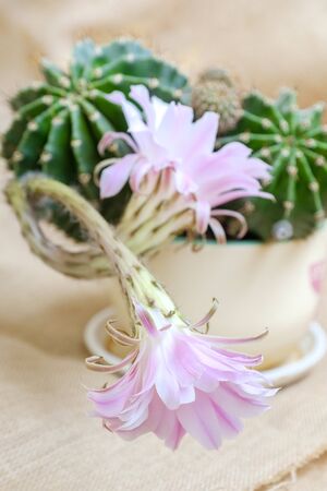 A macro closeup of a beautiful silky pink tender Echinopsis Lobivia cactus flower and green thorny spiky plantの写真素材