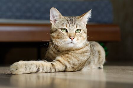 Portrait of a beautiful gray striped cat close up.の写真素材